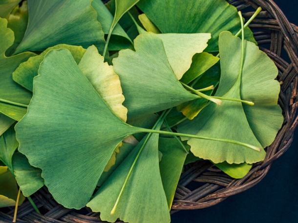 ¿Qué es el Ginkgo Biloba?